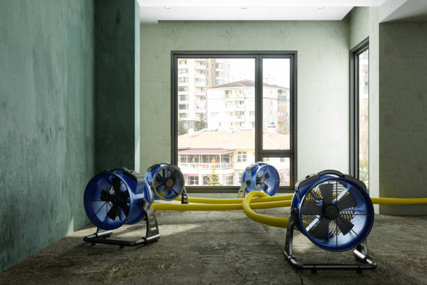 Best Basement water damage restoration  in Berwick, LA